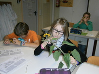 Sonnenblumen im Biounterricht